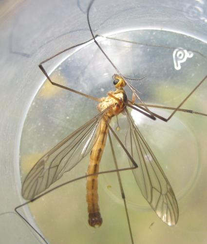 Nephrotoma scurra
